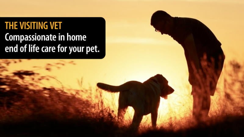 In Home Dog And Cat Euthanasia Visiting Vet